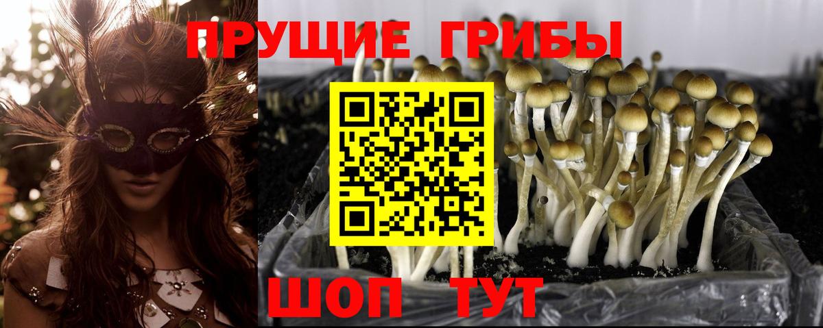 Кизляр  Галлюциногенные грибы Psilocybine cubensis  Вход с VPN 